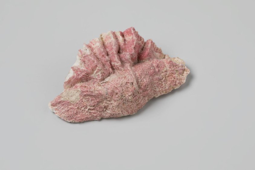 Ostreidae shell from the wreck of the Dutch East India ship Witte Leeuw