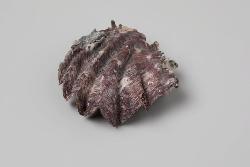 Crassostrea cristagalli shell from the wreck of the Dutch East India ship Witte Leeuw