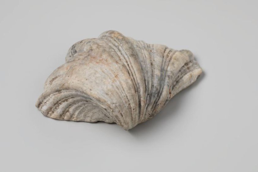 shell