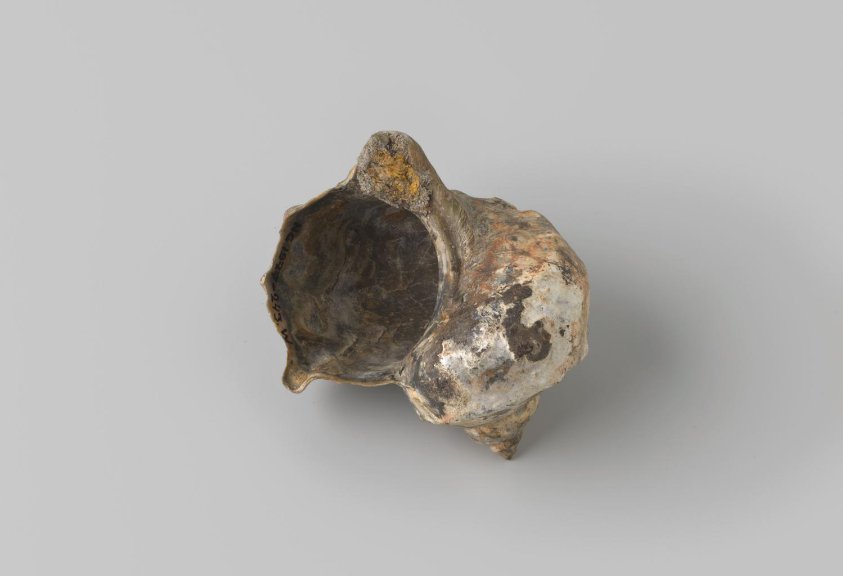 Turbo marmoratus shell from the wreck of the Dutch East India ship Witte Leeuw