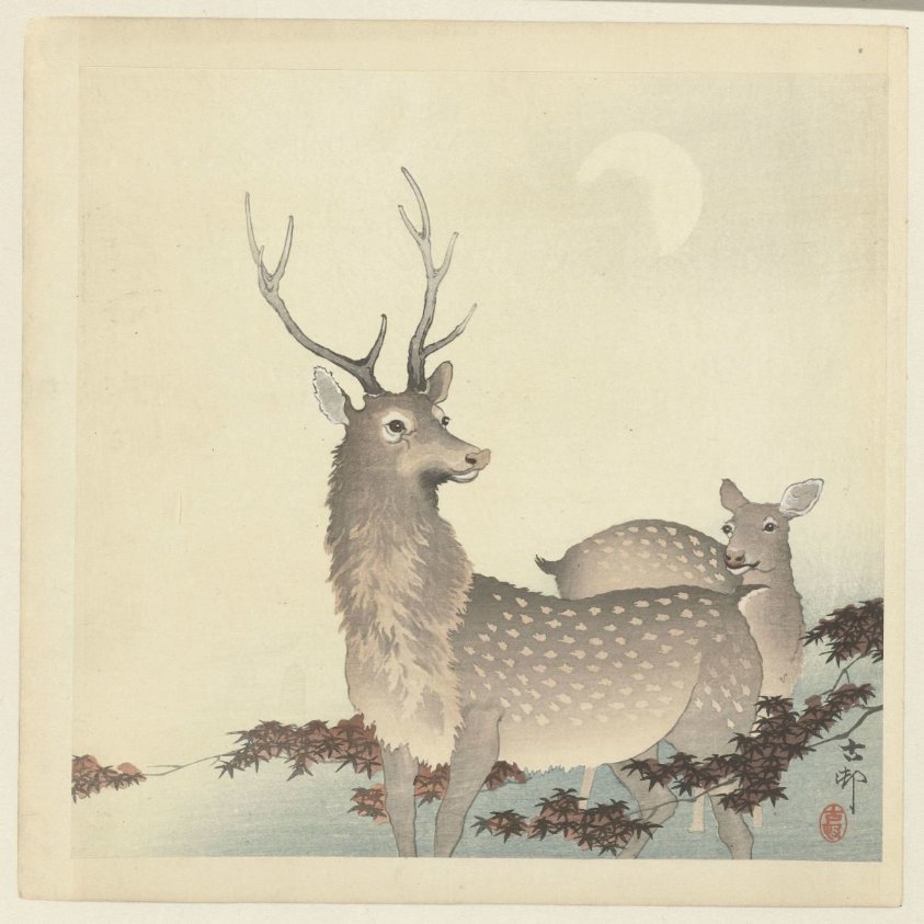 Two Deer
