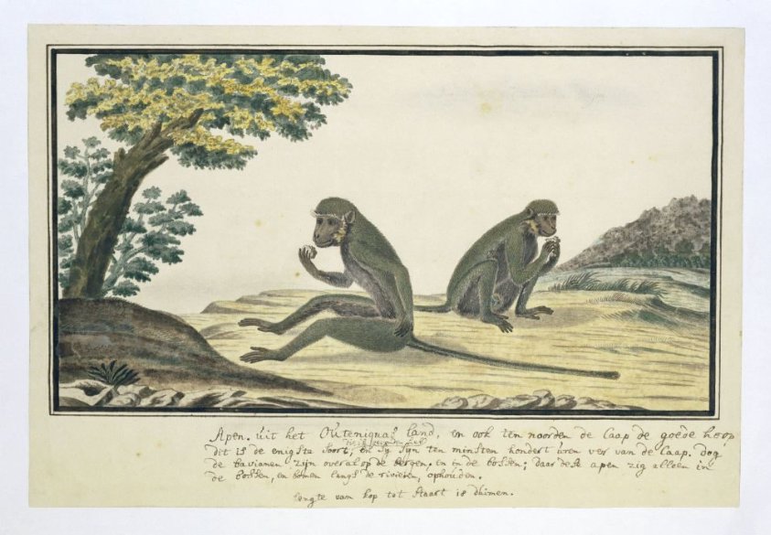 Chlorocebus pygerythrus (Vervet monkey)