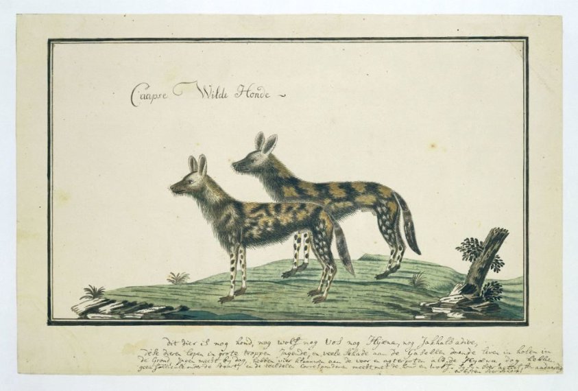 Lycaon pictus (African wild dog)