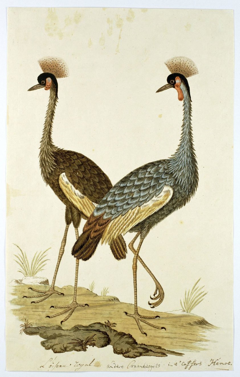 Balearica regulorum (Grey crowned crane)