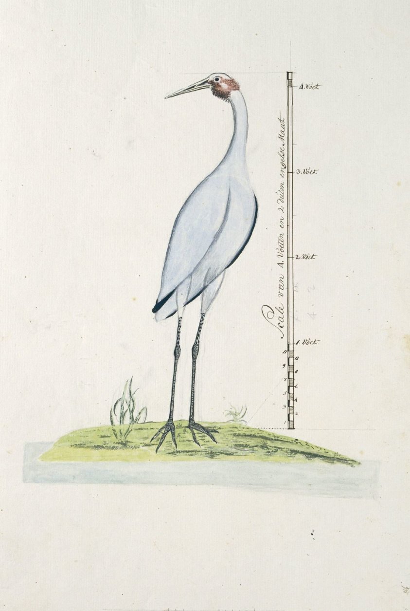Antigone rubicunda (Brolga, or Australian Crane)