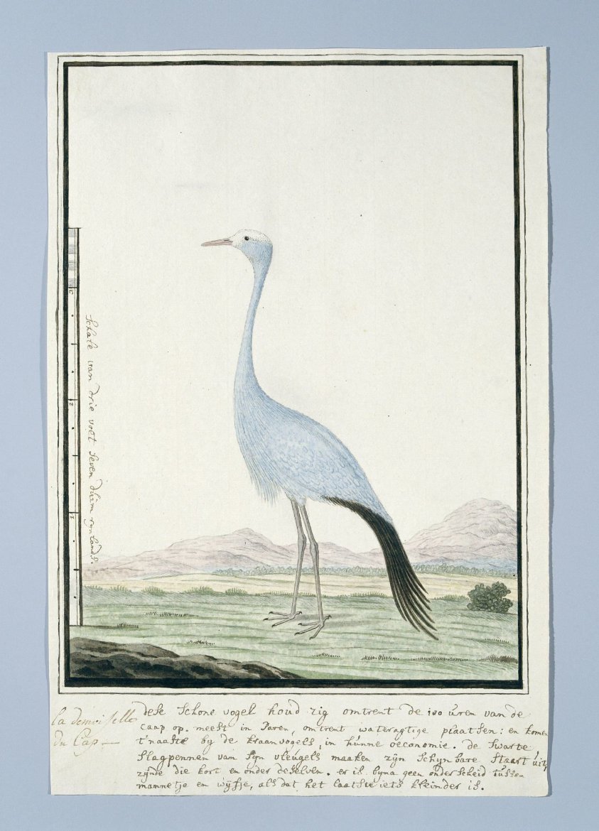 Anthropoides paradisea (Blue crane or Stanley crane)