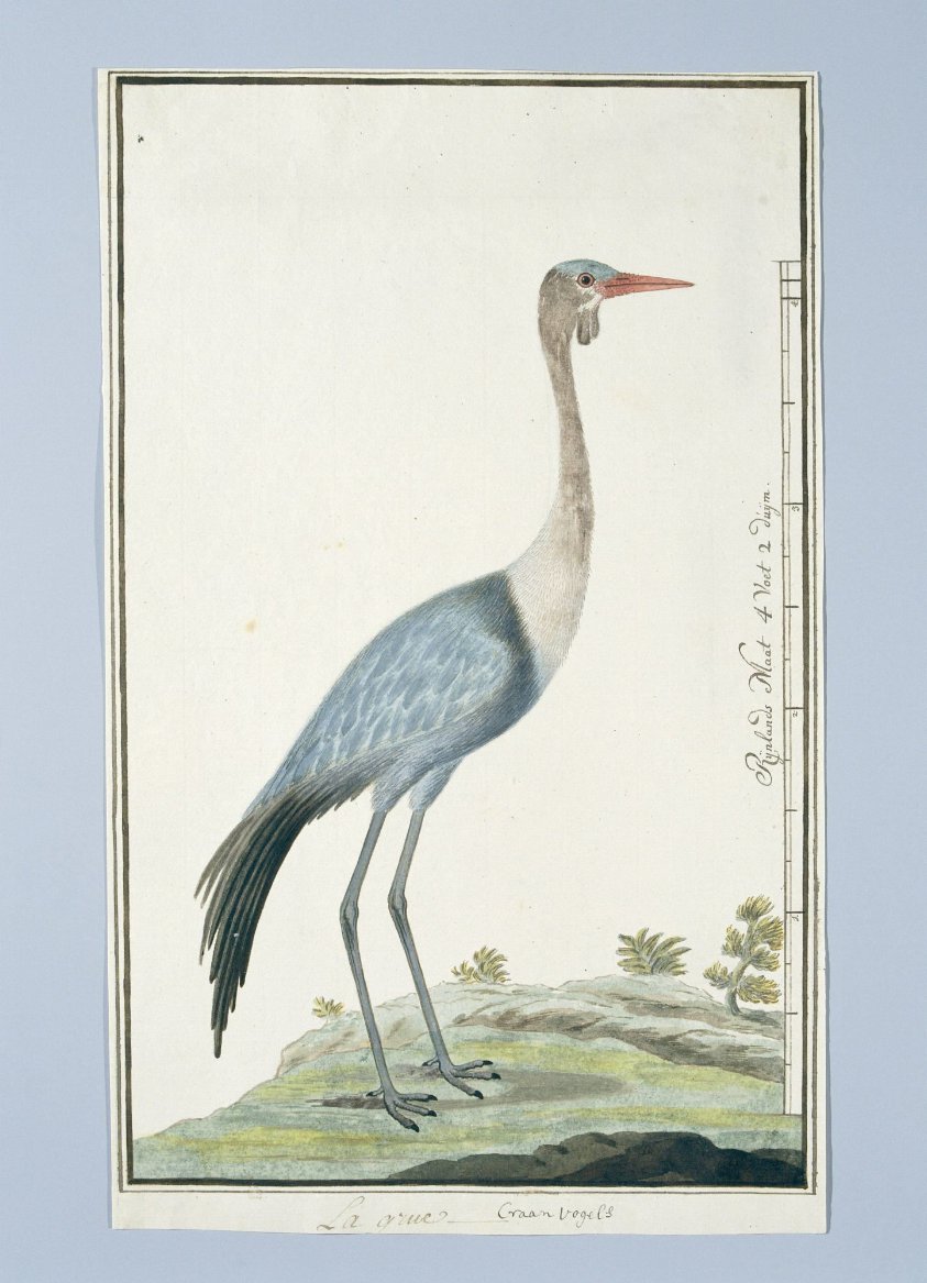 Grus carunculatus/ Bugeranus carunculatus (Wattled crane