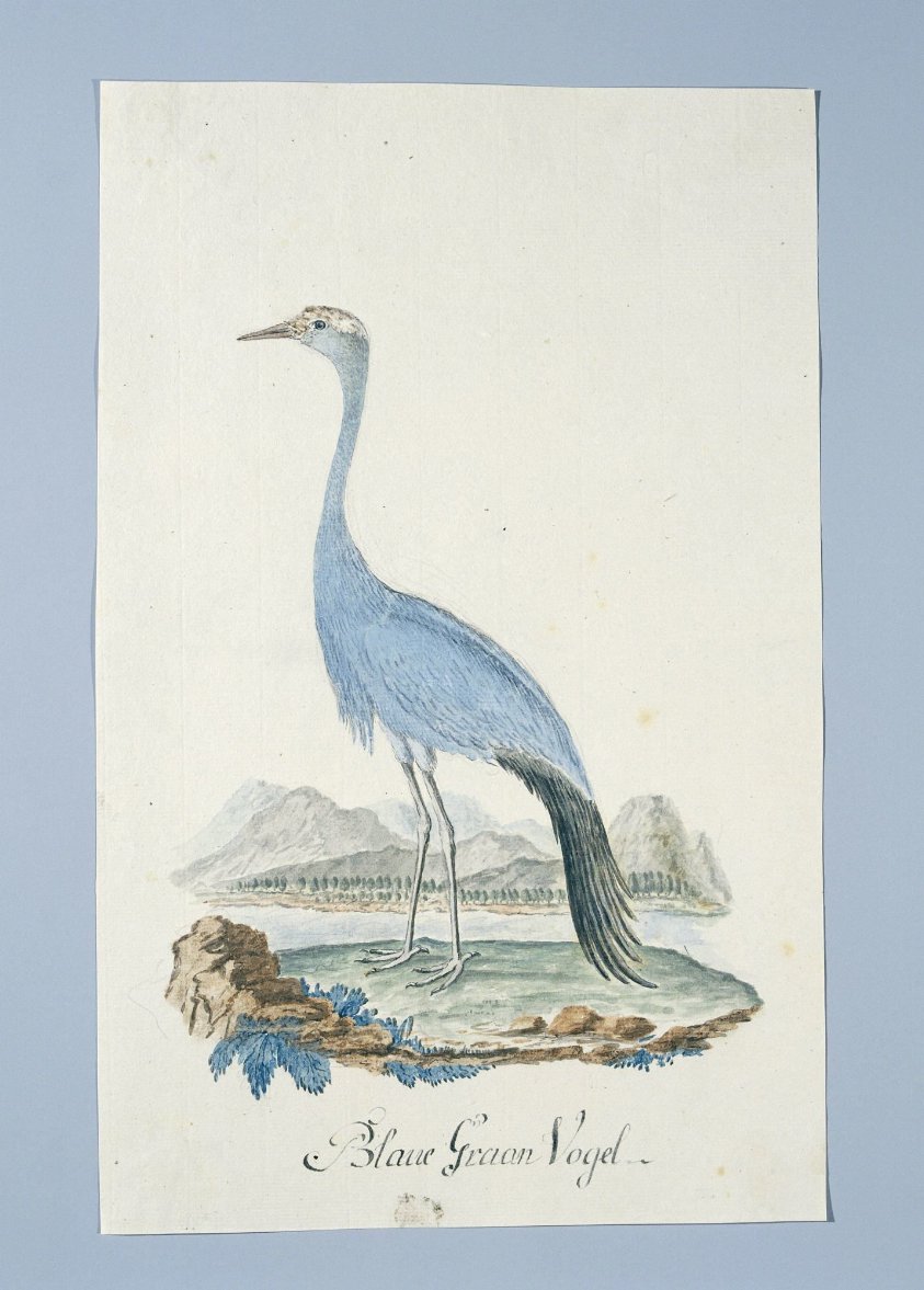 Anthropoides paradisea (Blue crane or Stanley crane)