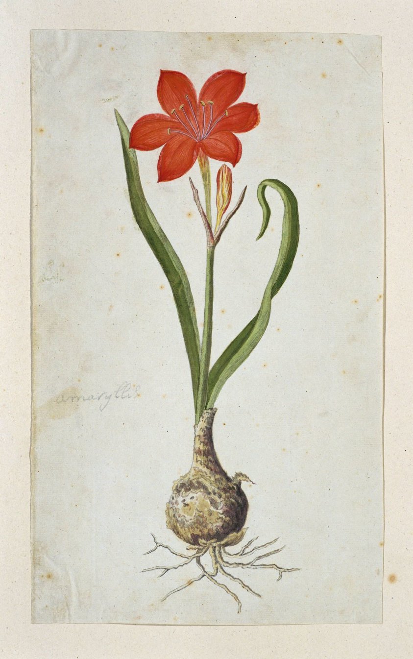 Cyrtanthus elatus (Jacq.) Traub (Flowering valotta; Fire lily; George lily)