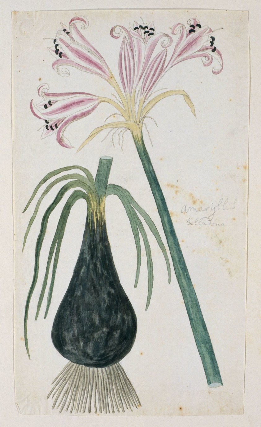 Crinum macowanii Baker, formerly Amaryllis belladonna (Cape coast lily)
