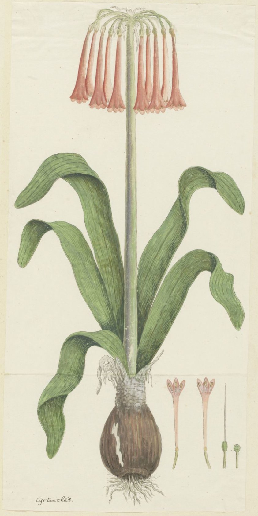 Cyrtanthus carneus Lindl.  (Sand-lily)