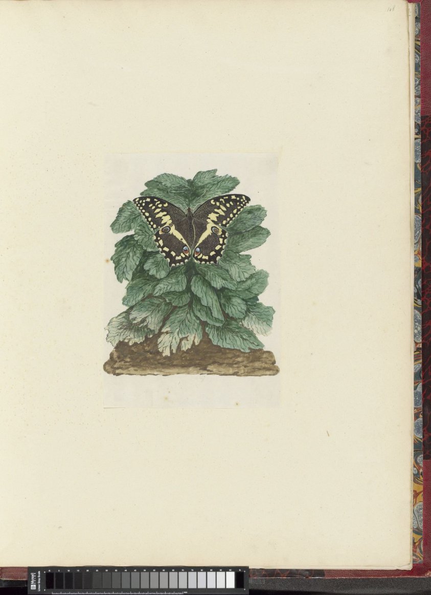 Papilio demodocus (Citrus or Christmas butterfly) on an unidentified plant
