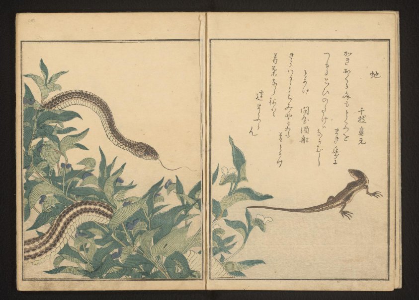 Snake and lizard by a bush