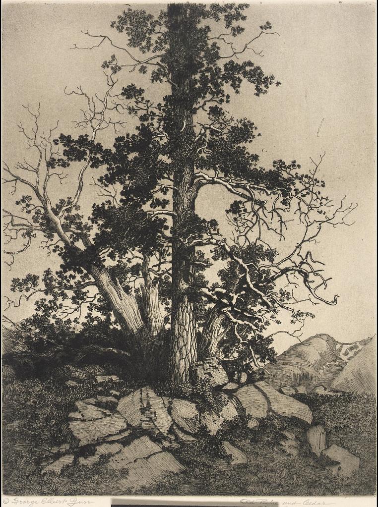 Old Pine and Cedar