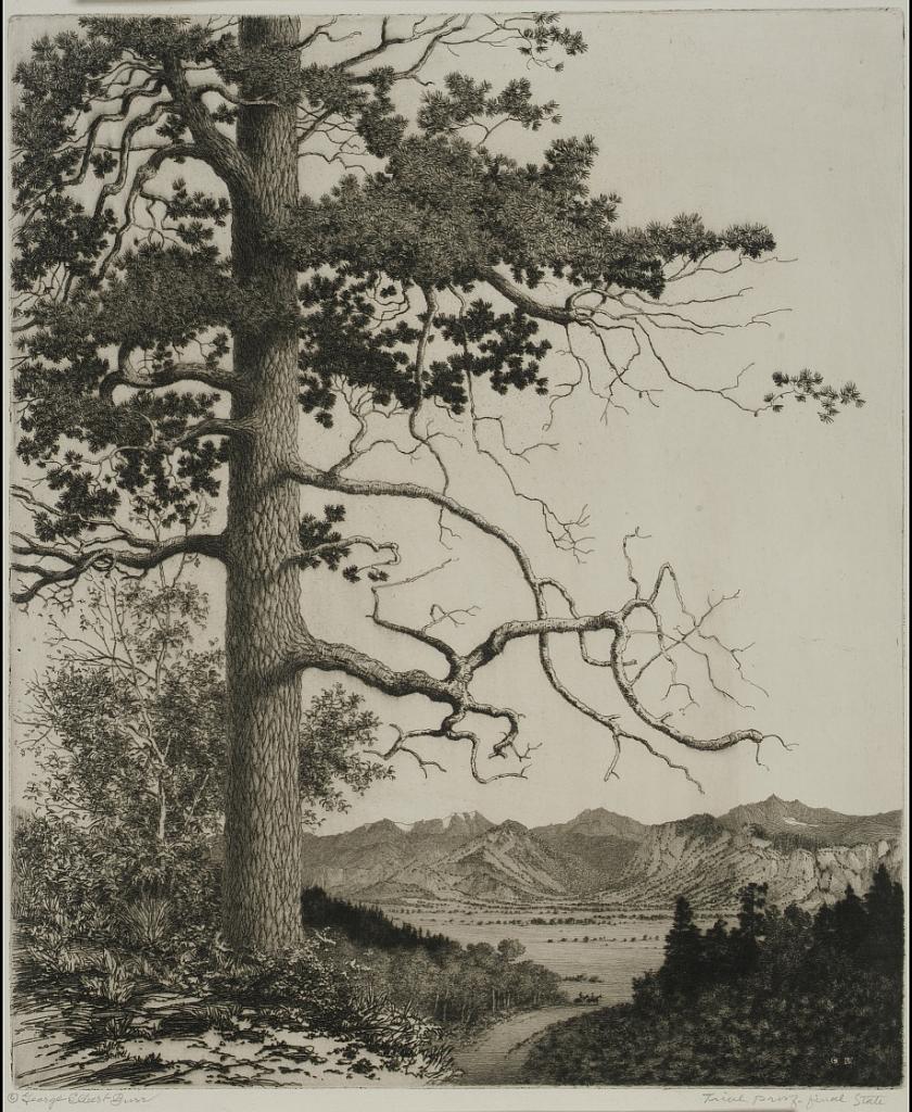 Old Pine, Estes Park