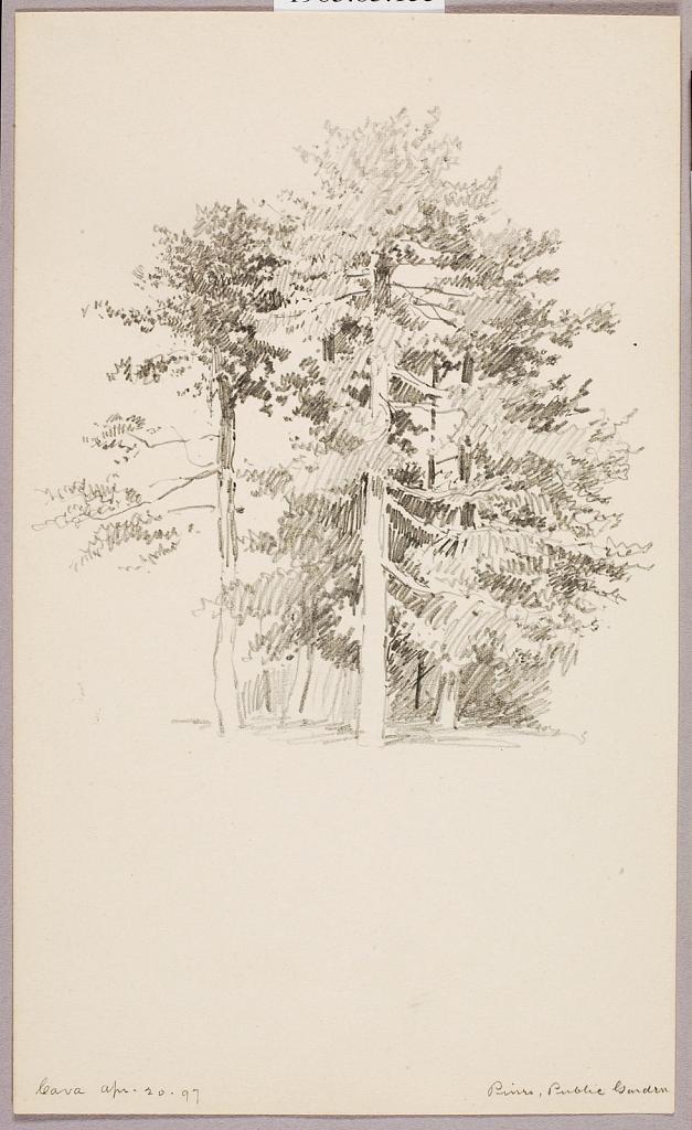Pines, Public Garden