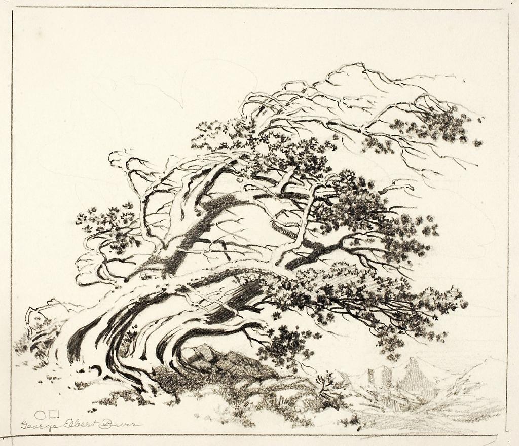 Sketch for Pines in Wind, Estes Park