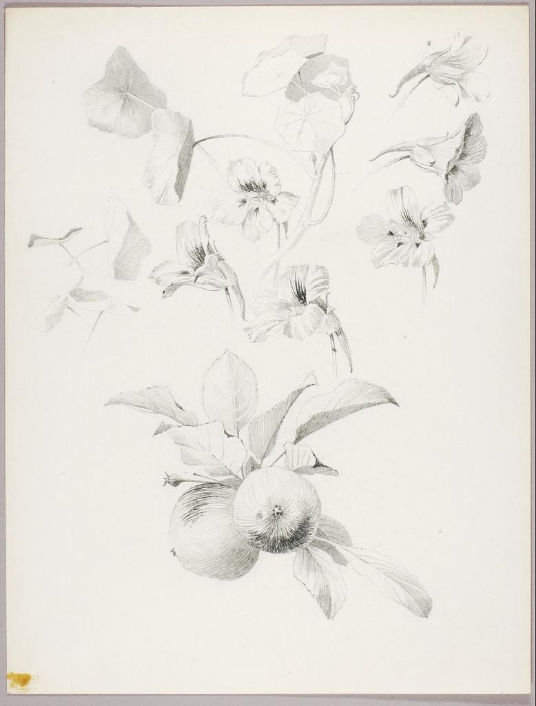 Untitled (Botanical Study)
