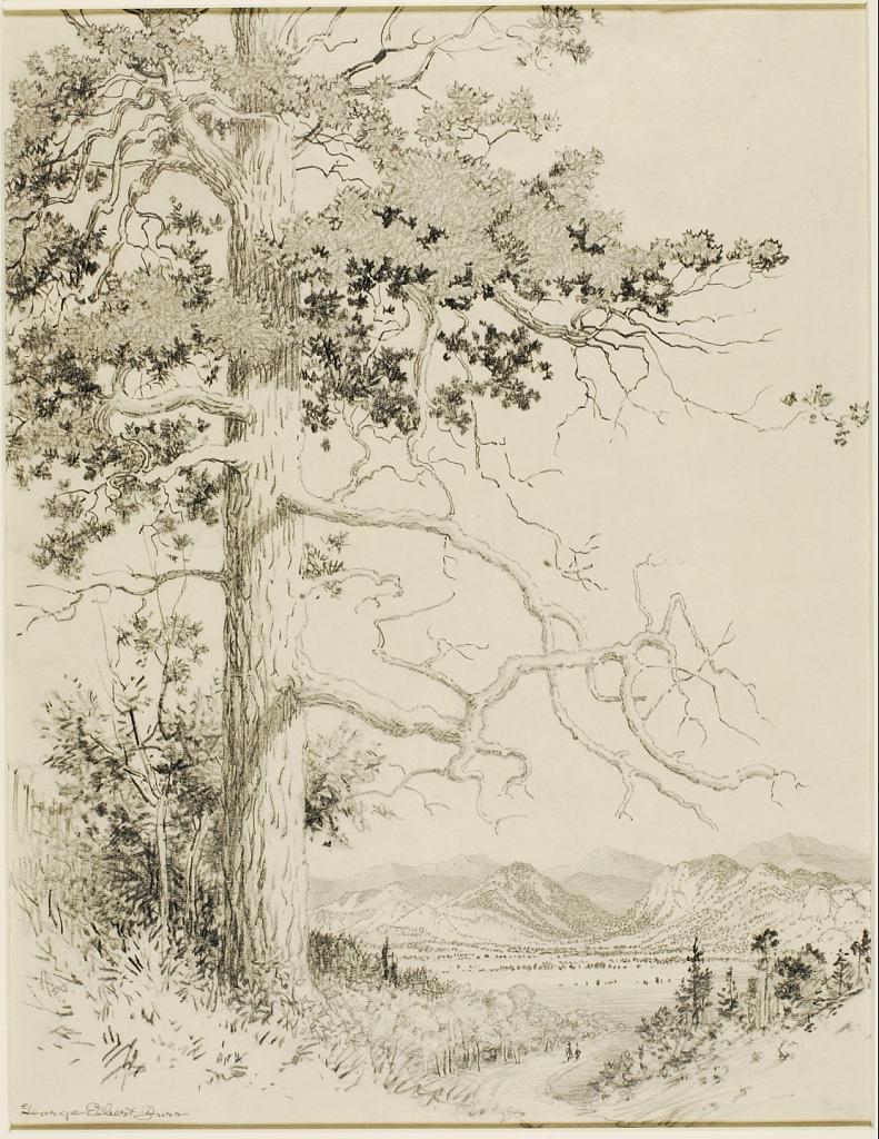 Untitled (transfer drawing for Old Pine, Estes Park)