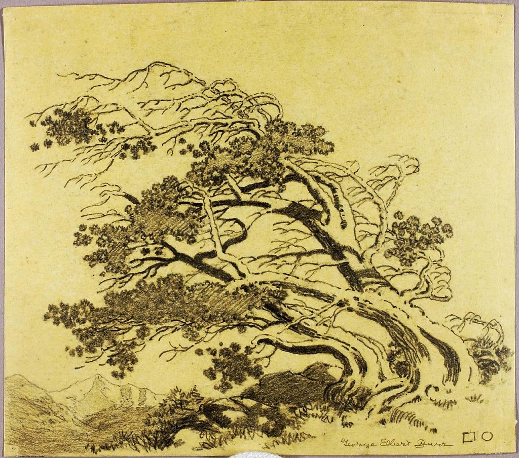 Untitled (transfer drawing for Pines in Wind, Estes Park)
