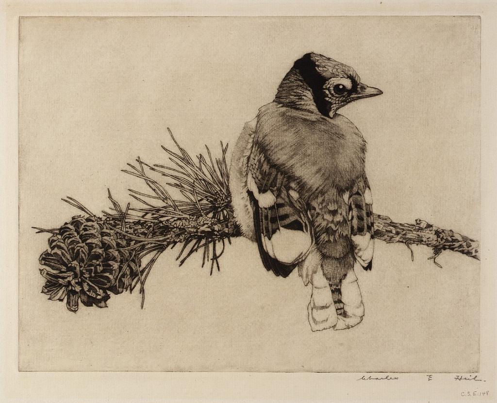 Young Bluejay