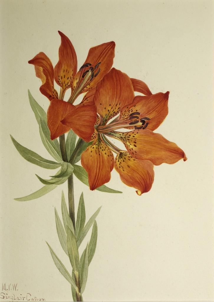 Red Lily (Lilium montanum)
