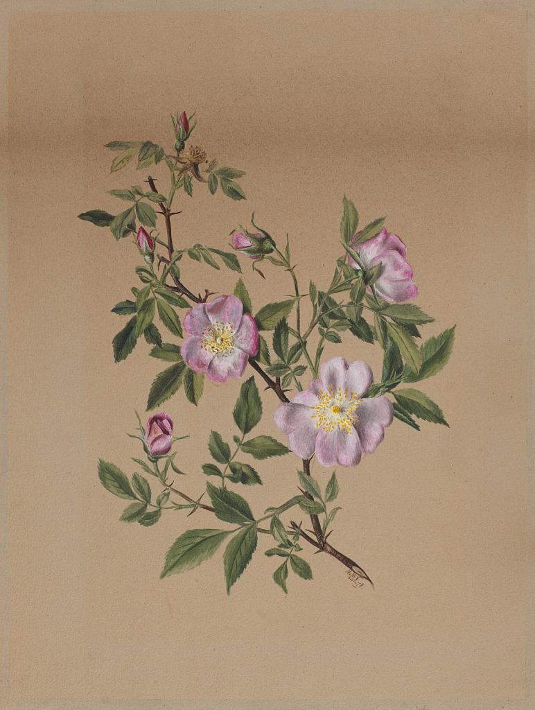 Rose Mallow (Hibiscus moscheutos)