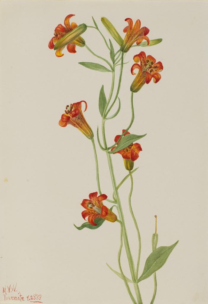 Small Tiger Lily (Lilium parvum)
