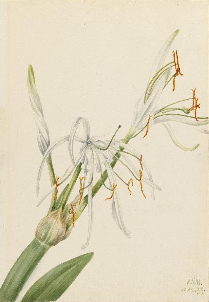 Spider Lily (Hymenocallis rotata)