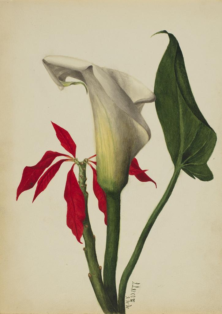 Untitled (Calla Lily)