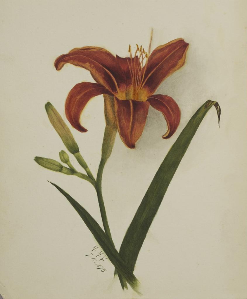 Untitled (Lily)