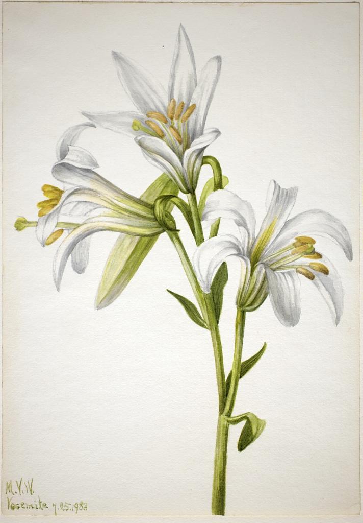 Washington Lily (Lilium washingtonianum)