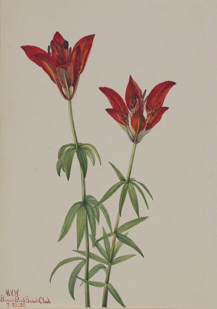 Wood Lily (Lilium philadelphicum)