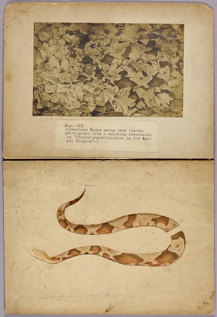 Fig. VII Copperhead Snake among dead leaves, study folder for book Concealing Coloration in the Animal Kingdom