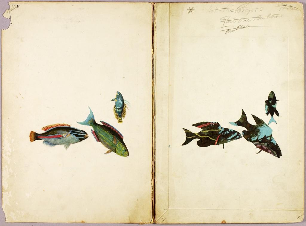 FISH, study folder for book Concealing Coloration in the Animal Kingdom