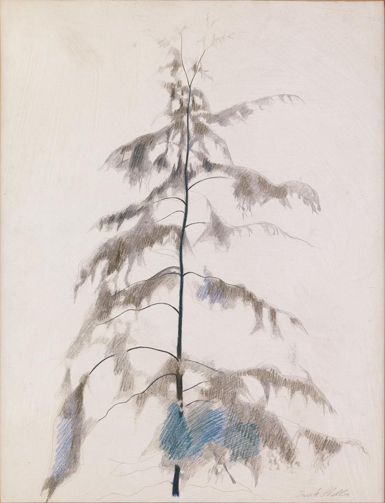 Pine Tree