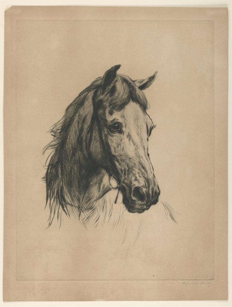 Head of a Horse
