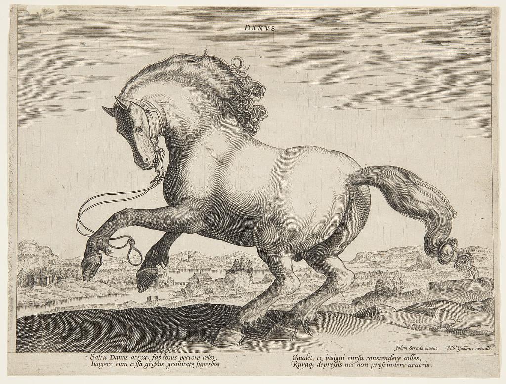 A Danish Horse, from the fourth set of "Equile Joannis Austriaci"