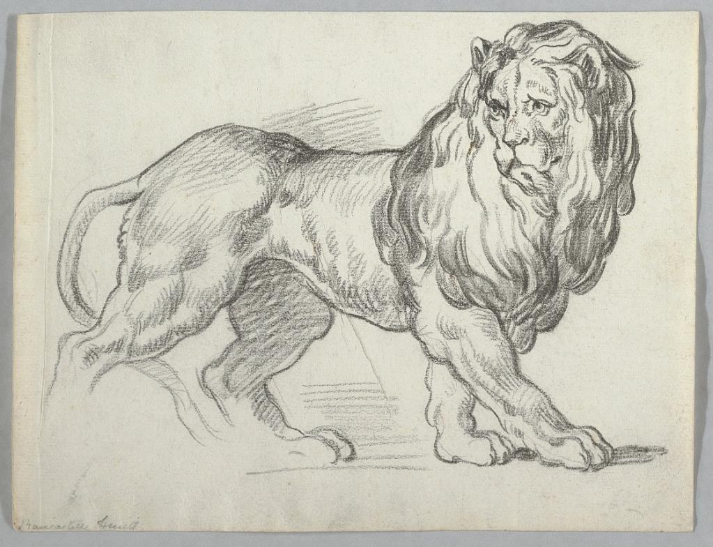 Study of a Lion
