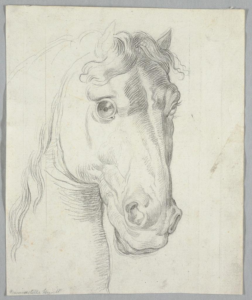 Study of a Horse