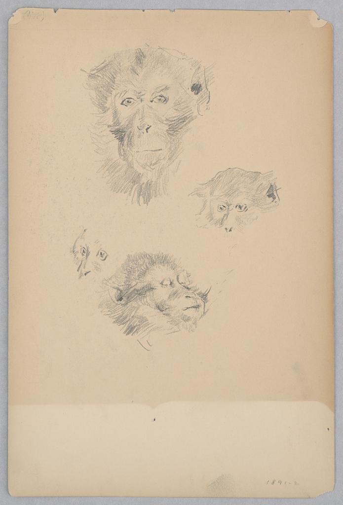Monkey