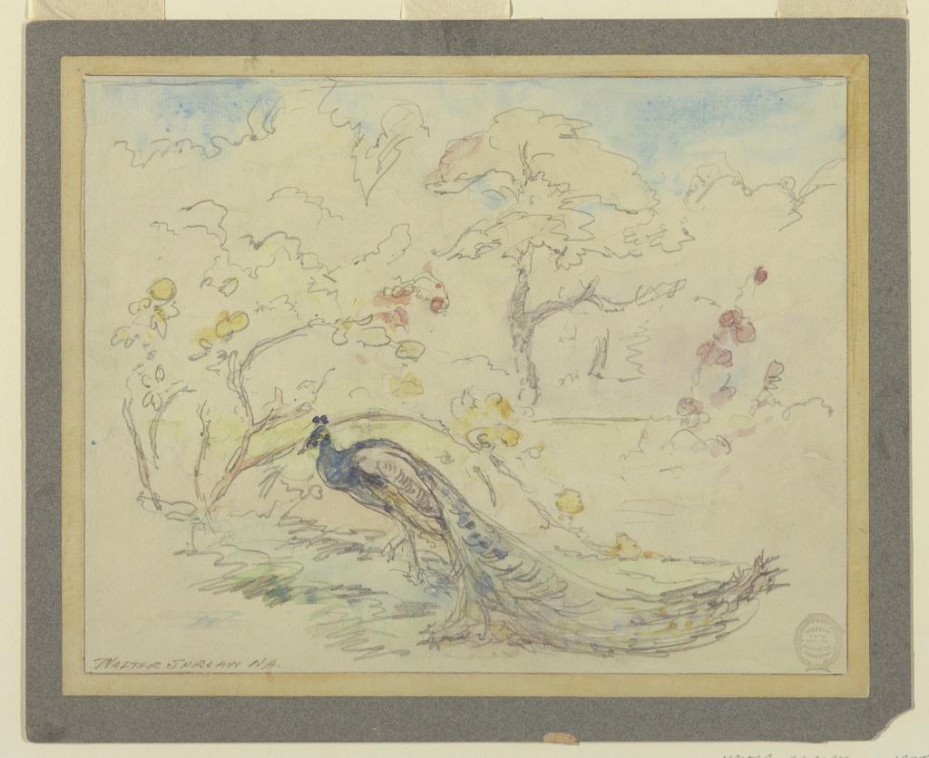 Peacock in a Garden