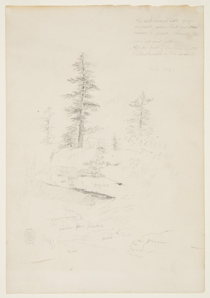 Pine Trees Along a Rocky Bank, Catskill, New York