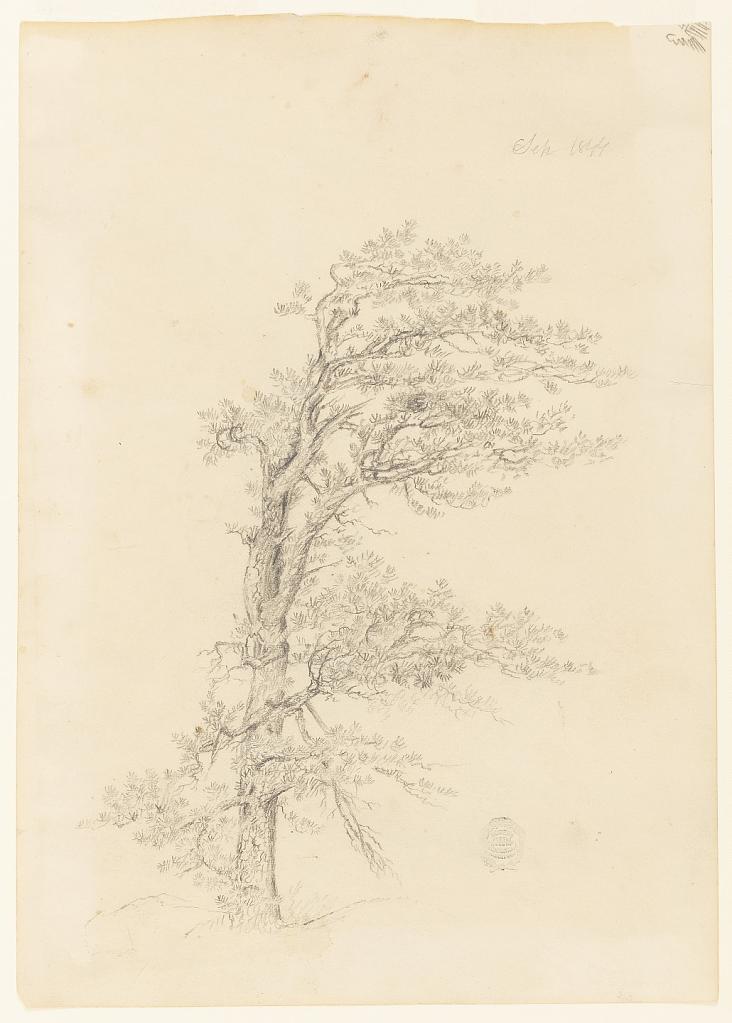 A Pitch Pine, Catskill, New York