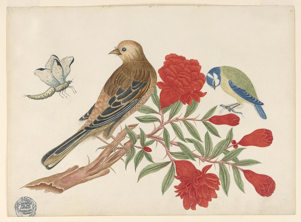 Brown-and-Black Bird and Blue-and-Yellow Bird on Branch with Red Bloossoms, Hunting Insects