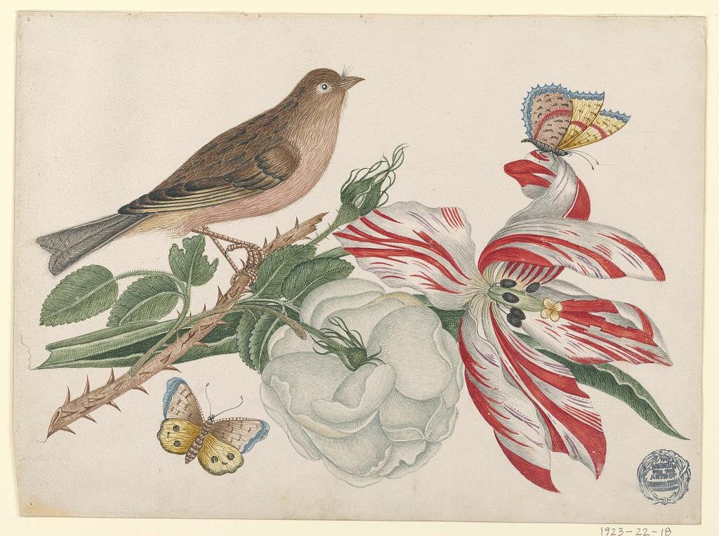 Brown Bird on Branch with Rose, Tulip, and Insects