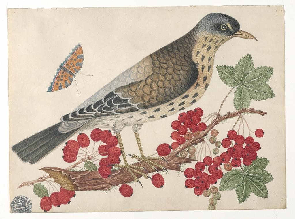 Brown Bird on Branch with Persimmons and a Butterfly