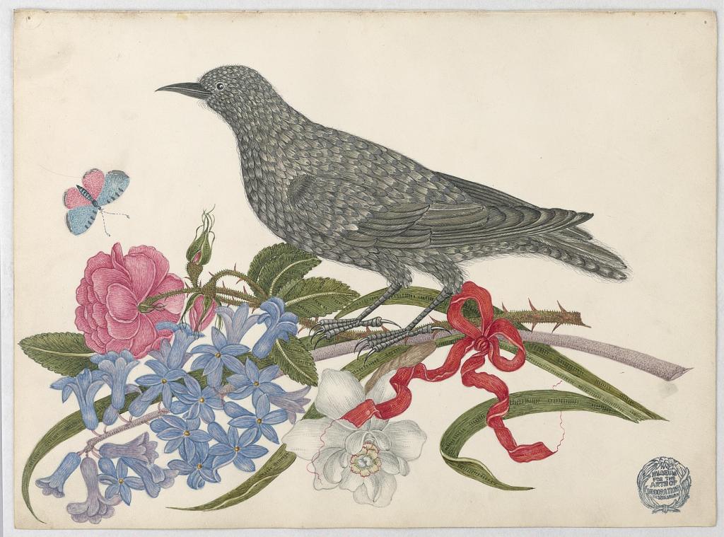 bird