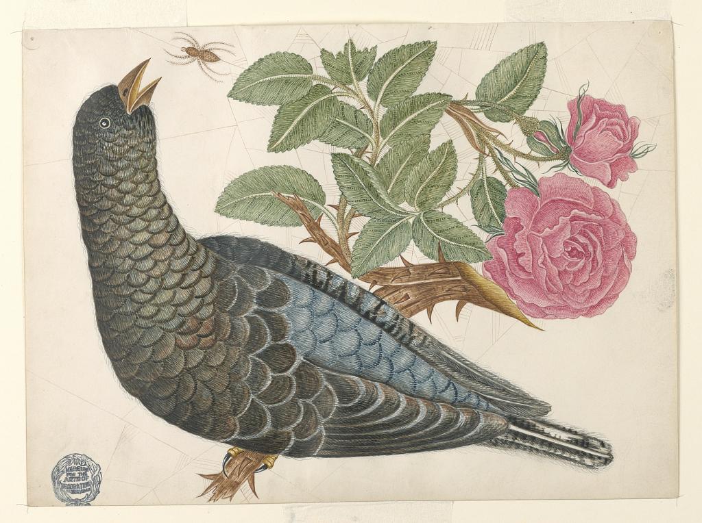 Blue-Black Bird on Rose Branch with Spider