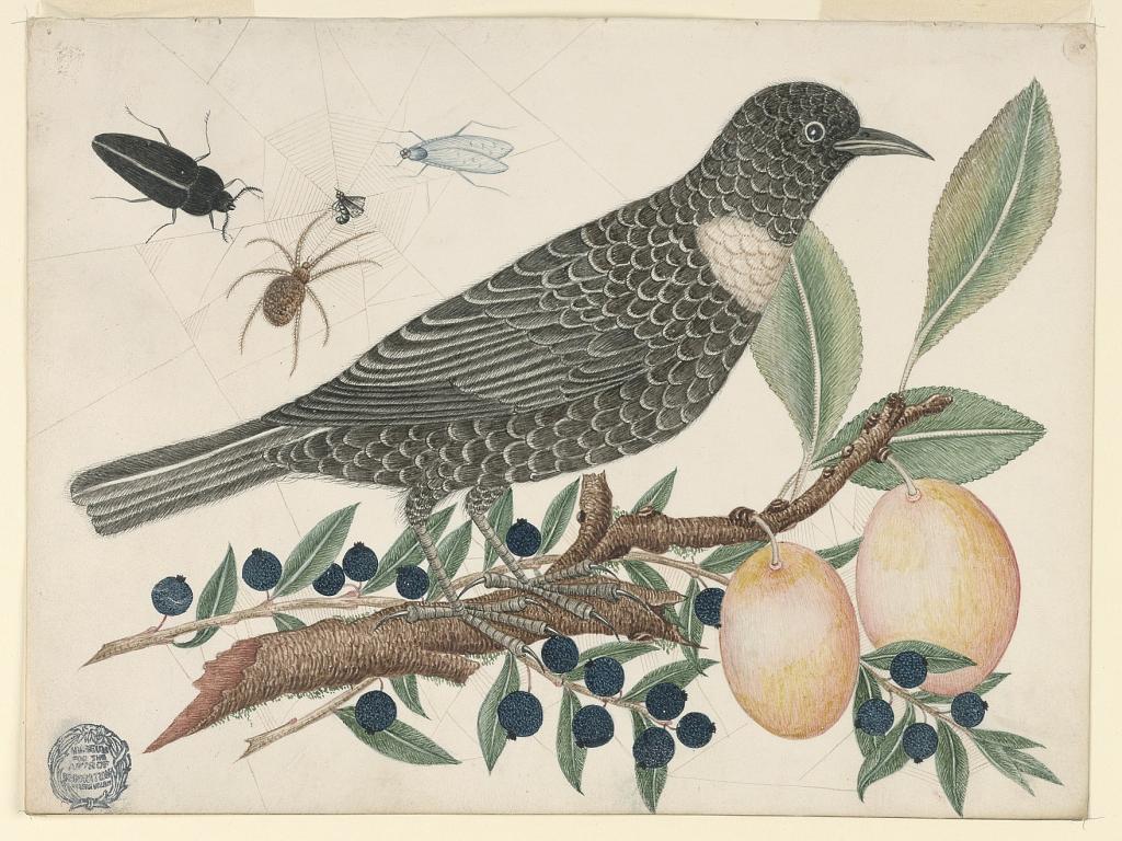 Black Bird witth Blueberries and Apricots